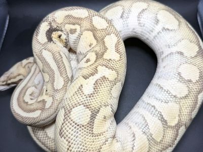 Pastel Lesser Fire Paradox Proven Female