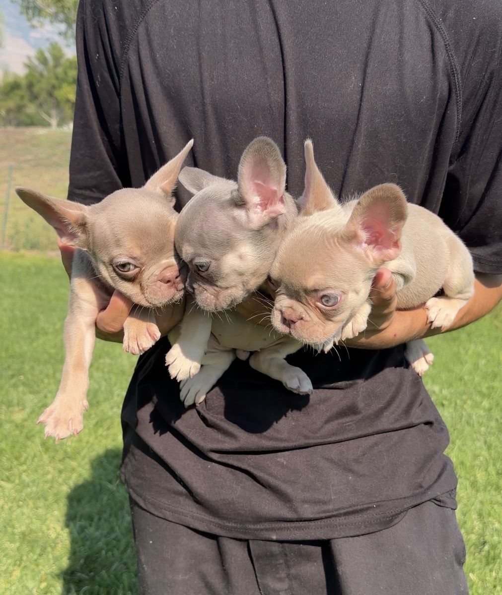 French bulldog puppies ! Frenchie all fluffy carriers ! Isabella lilac blue !