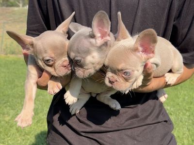 French bulldog puppies ! Frenchie all fluffy carriers ! Isabella lilac blue !