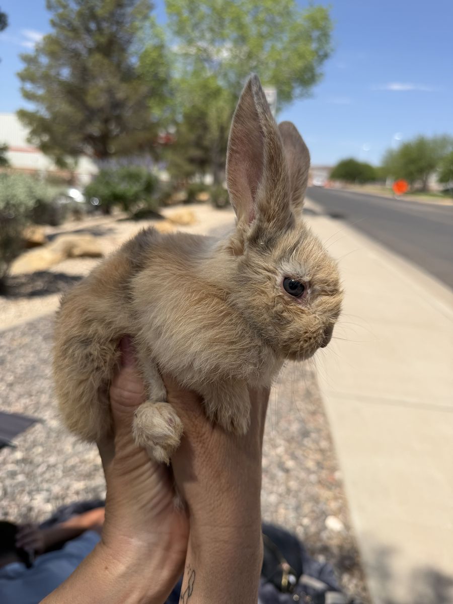 Bunnies for sale