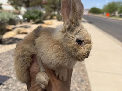 Bunnies for sale