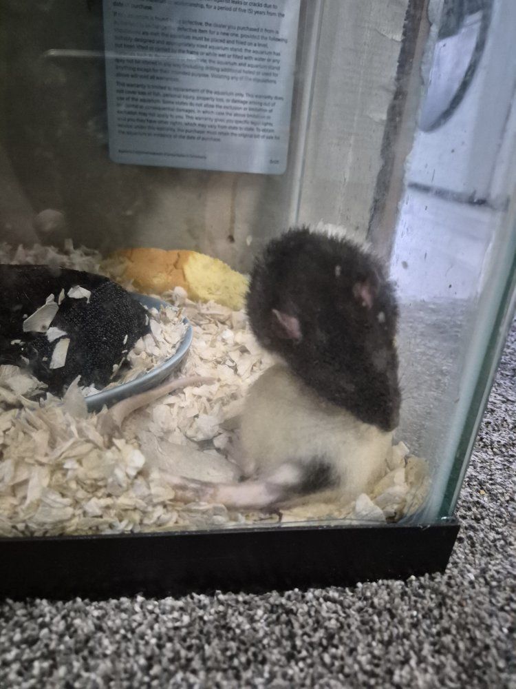 Free hand-raised mald, male rat, tank and bedding
