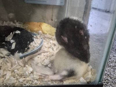 Free hand-raised mald, male rat, tank and bedding