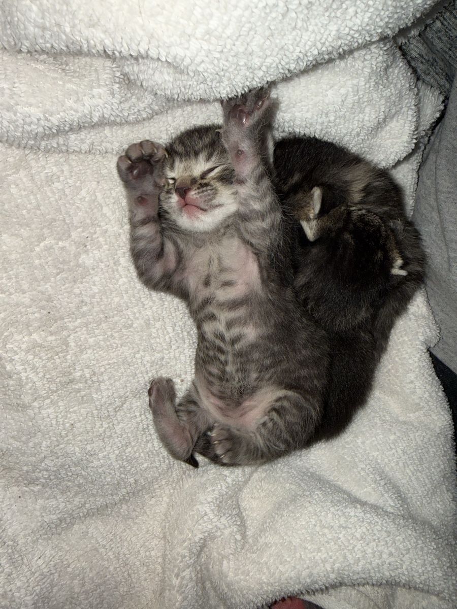 Munchkin mix