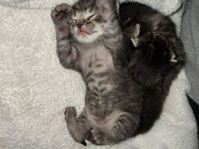 Munchkin mix