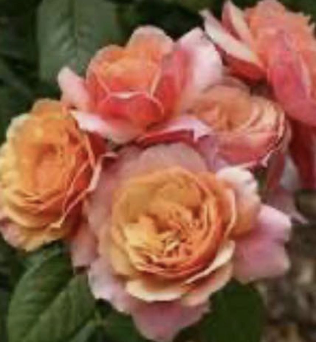Rose state of grace in 1.5 gallon pot
