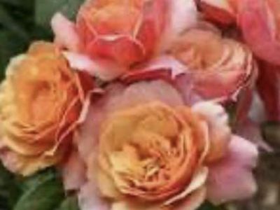 Rose state of grace in 1.5 gallon pot
