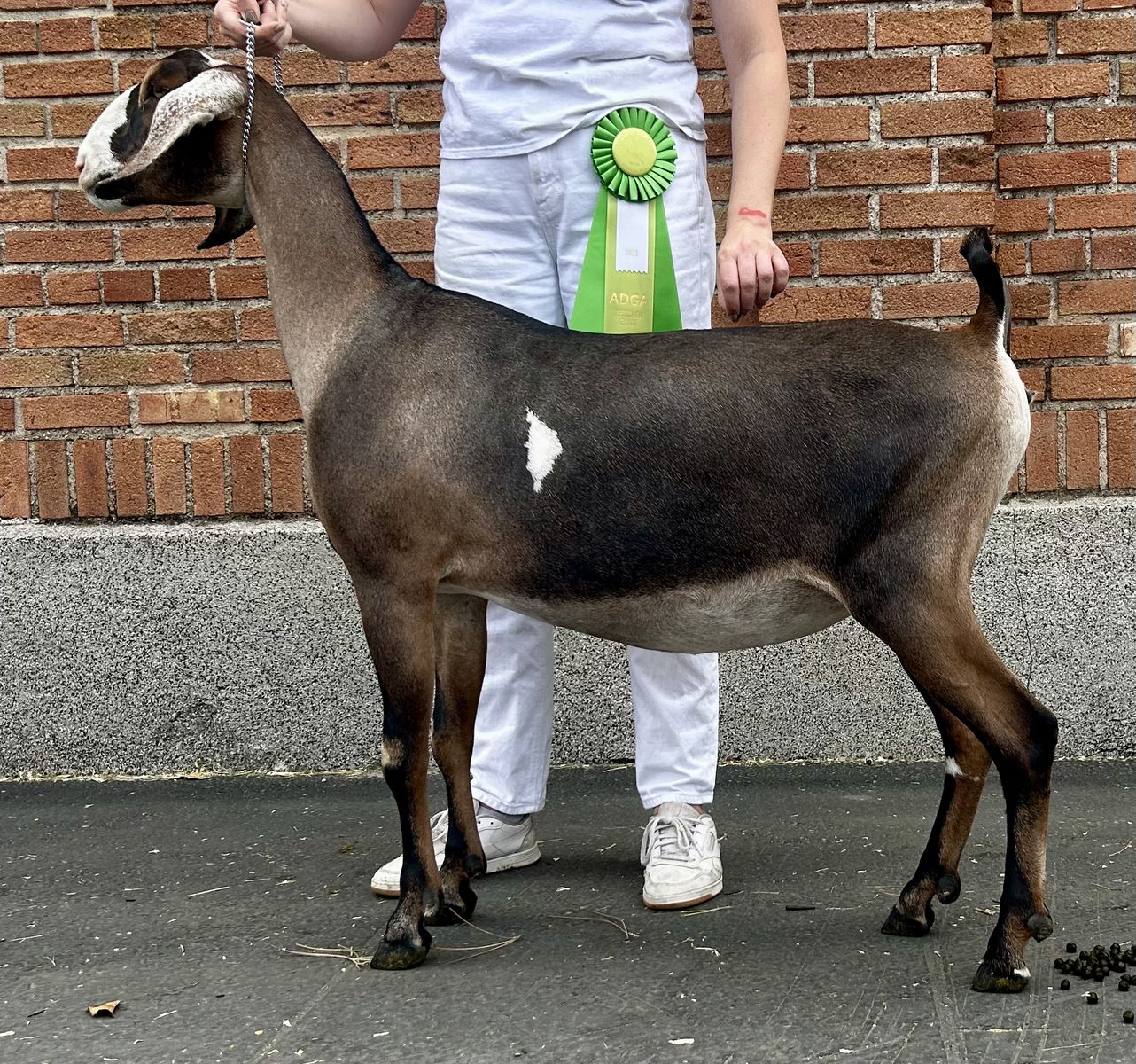 ADGA Registered Nubian Dairy Goat