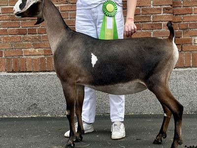 ADGA Registered Nubian Dairy Goat