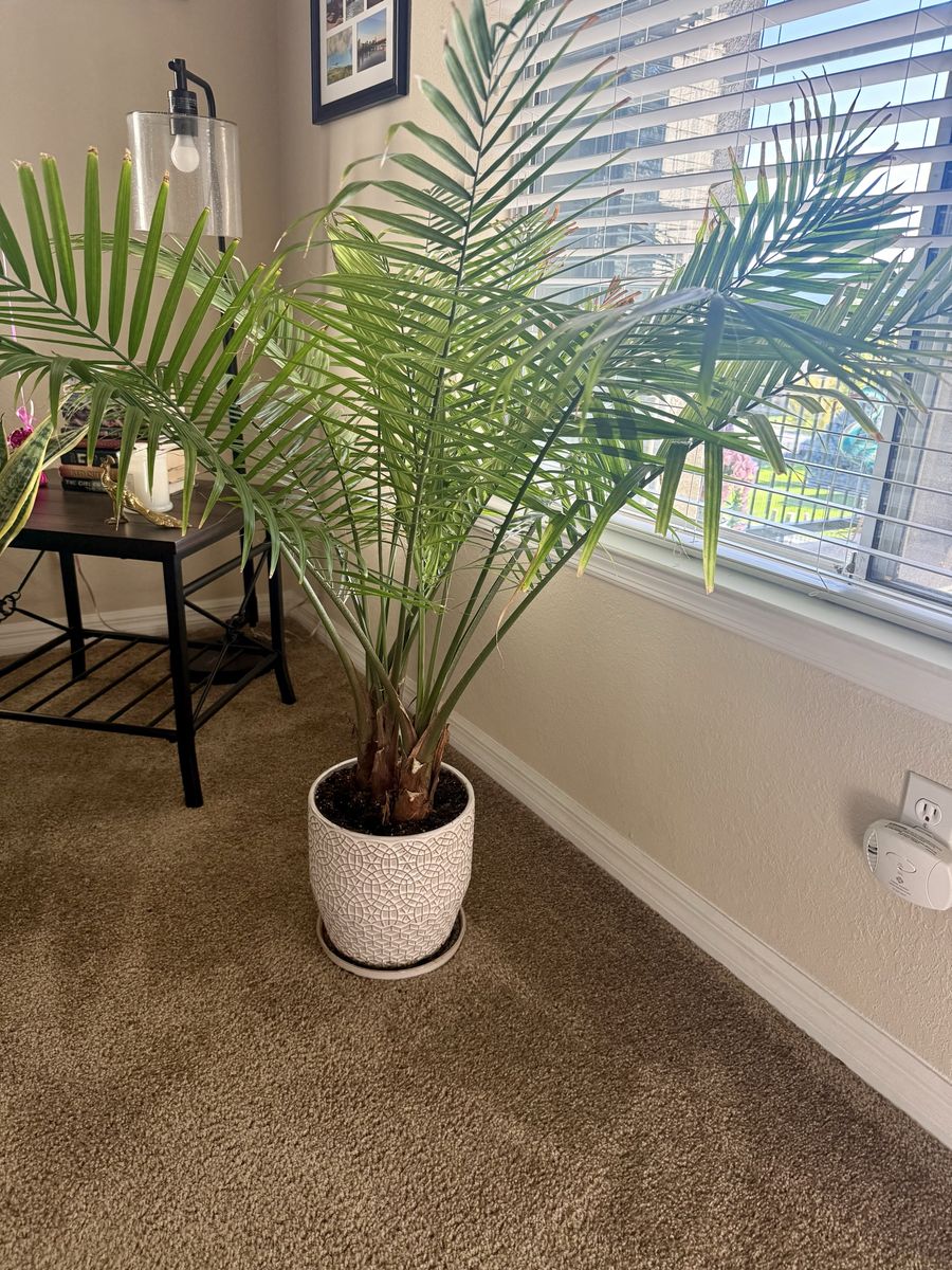 Majesty Palm Plant