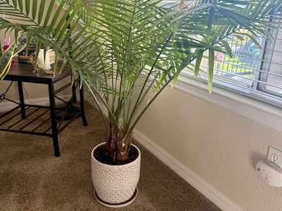 Majesty Palm Plant