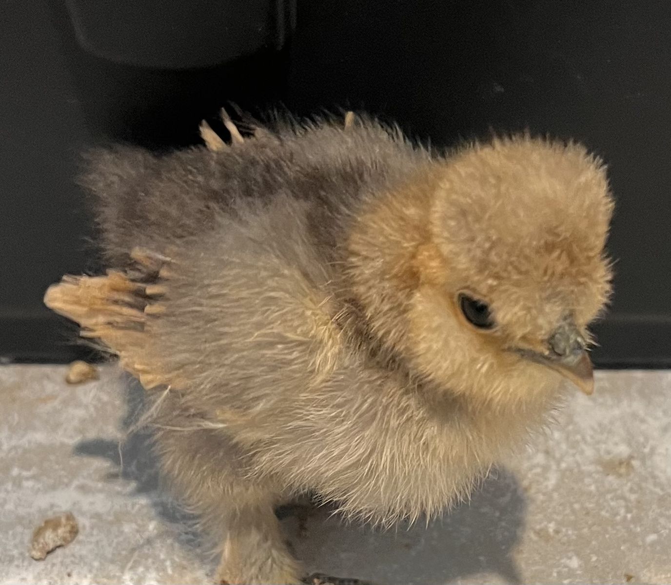 Silkie chicks