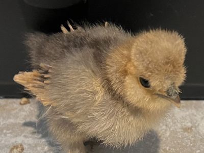 Silkie chicks