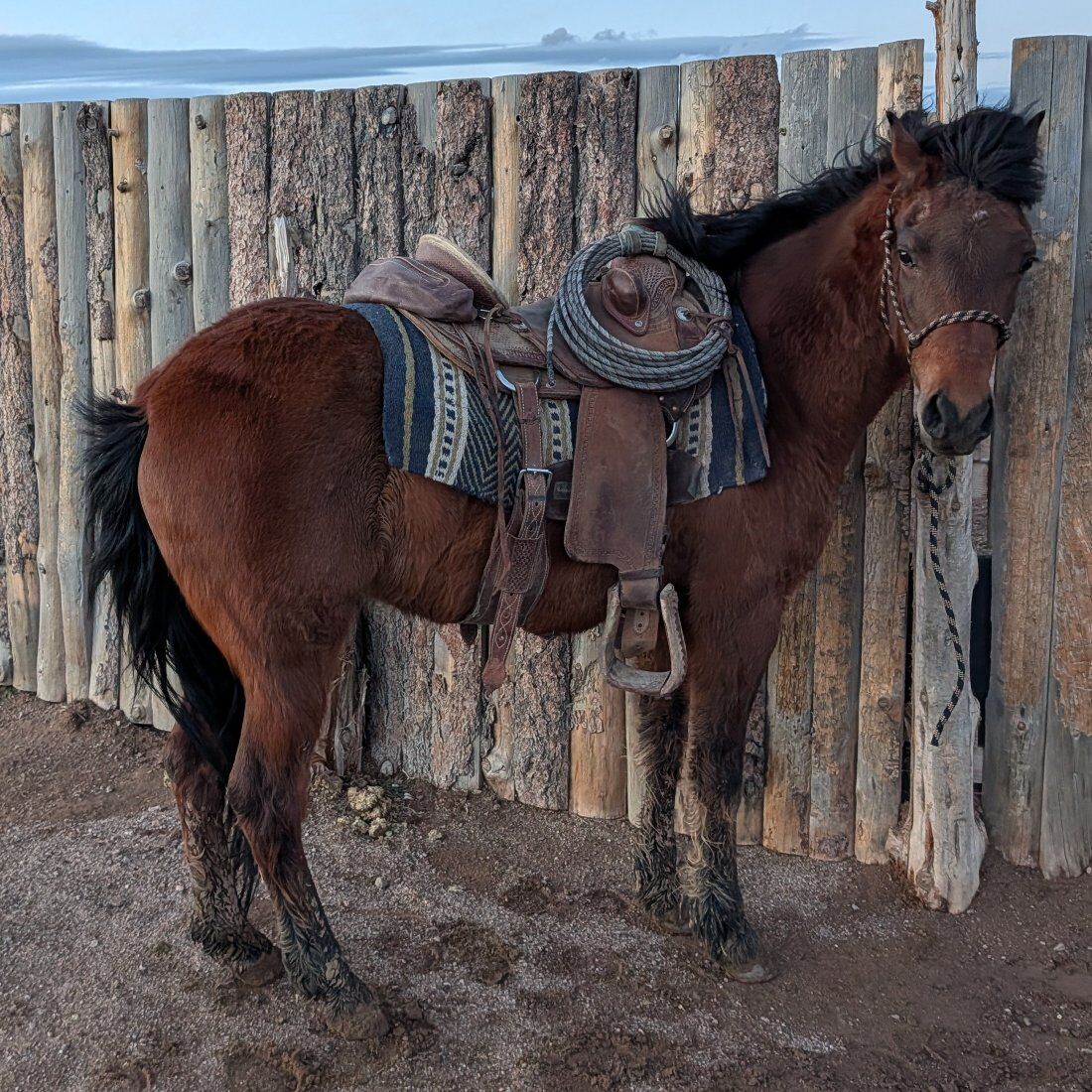 Paso Fino Gelding