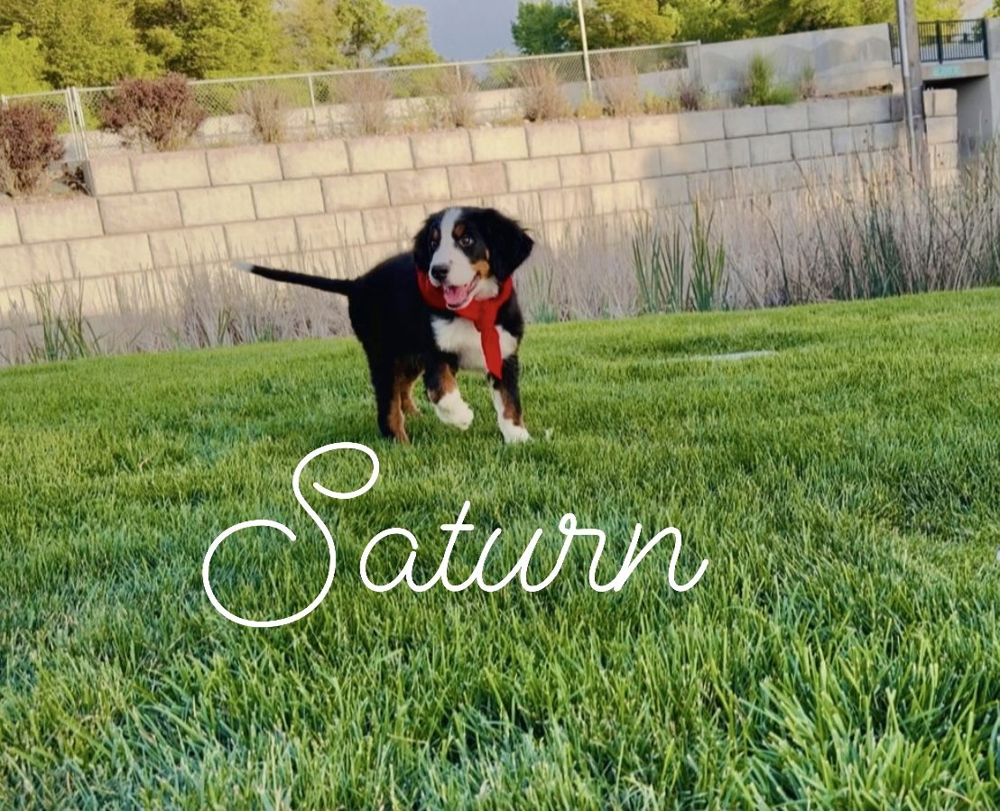 Champion lines - AKC bernese mountain dog puppies