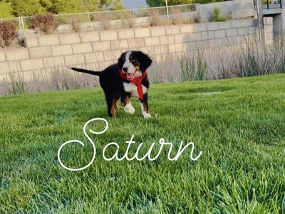 Champion lines - AKC bernese mountain dog puppies