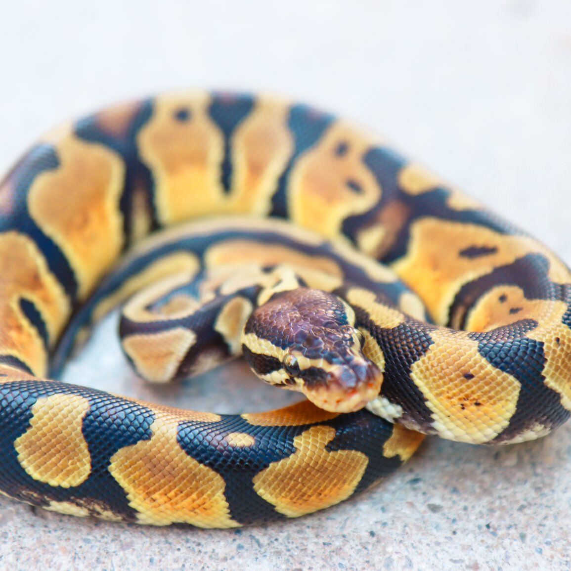 Enchi ODYB 100% Het. Orange Crush Ball Python - M
