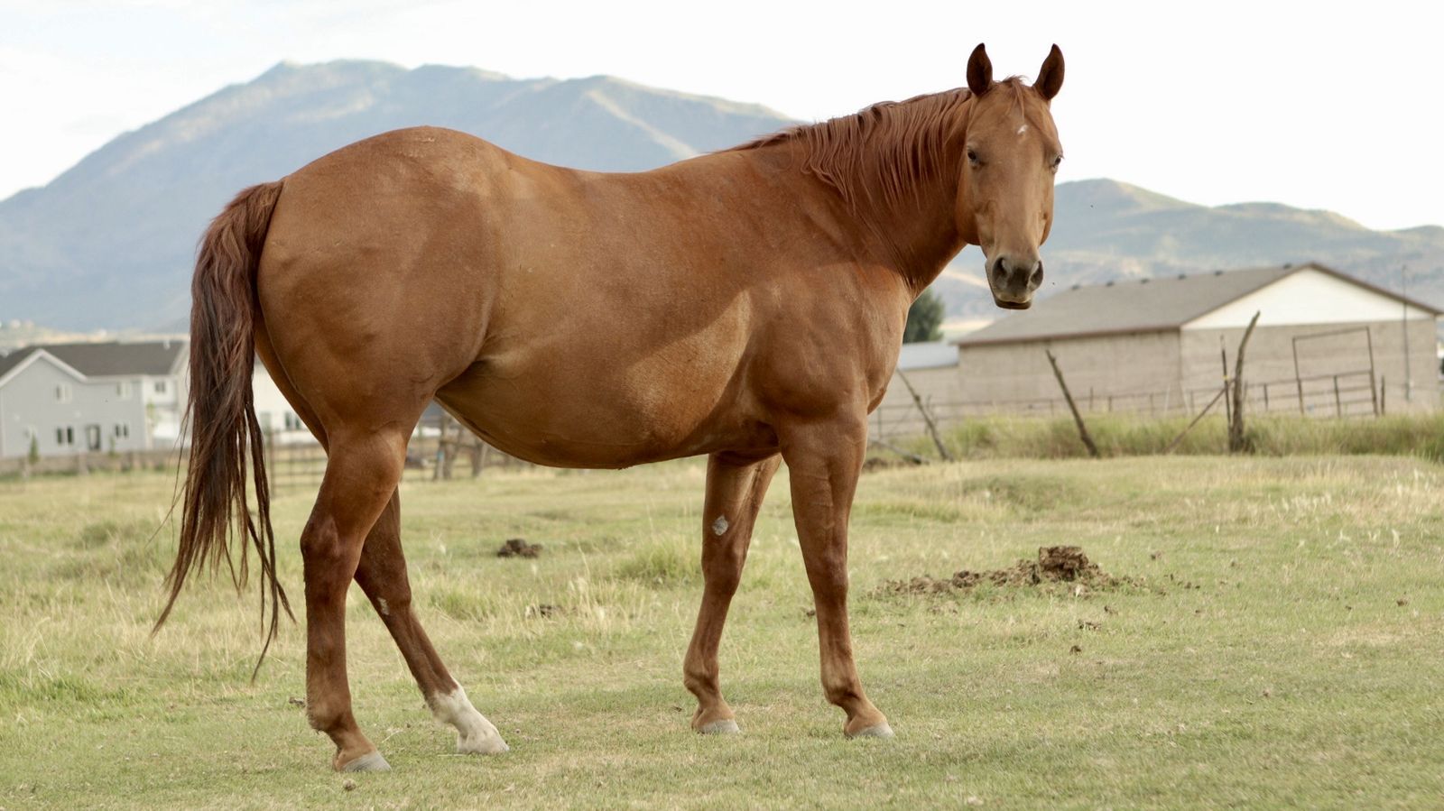 High Brow Cat Mare