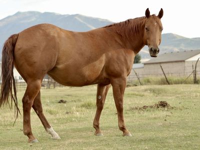 High Brow Cat Mare