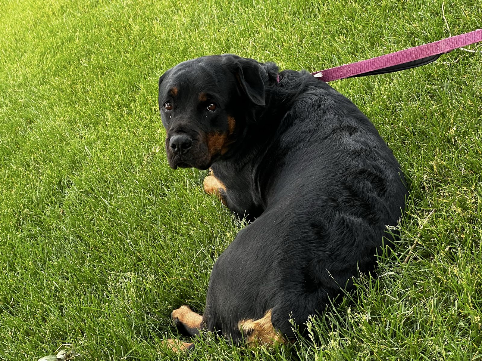 Rottweiler