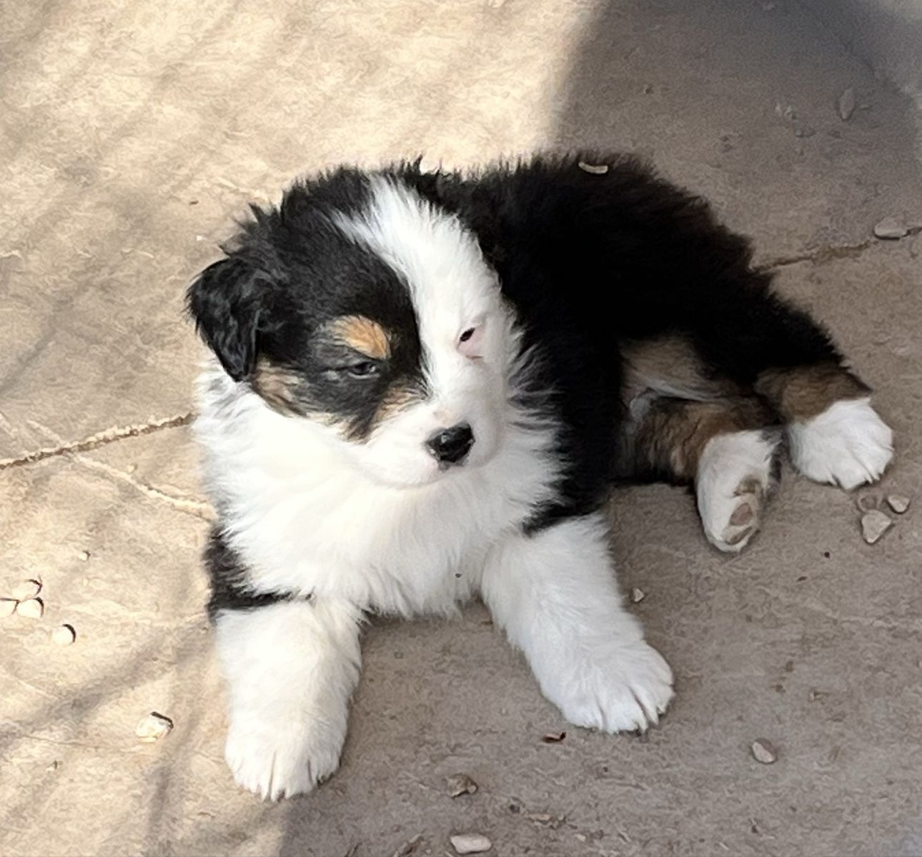 Australian Shepherd Puppy