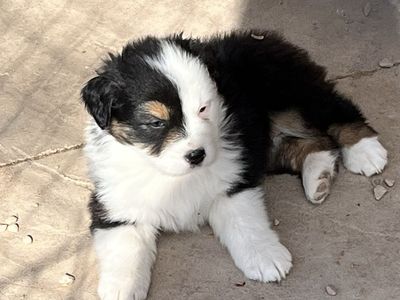 Australian Shepherd Puppy