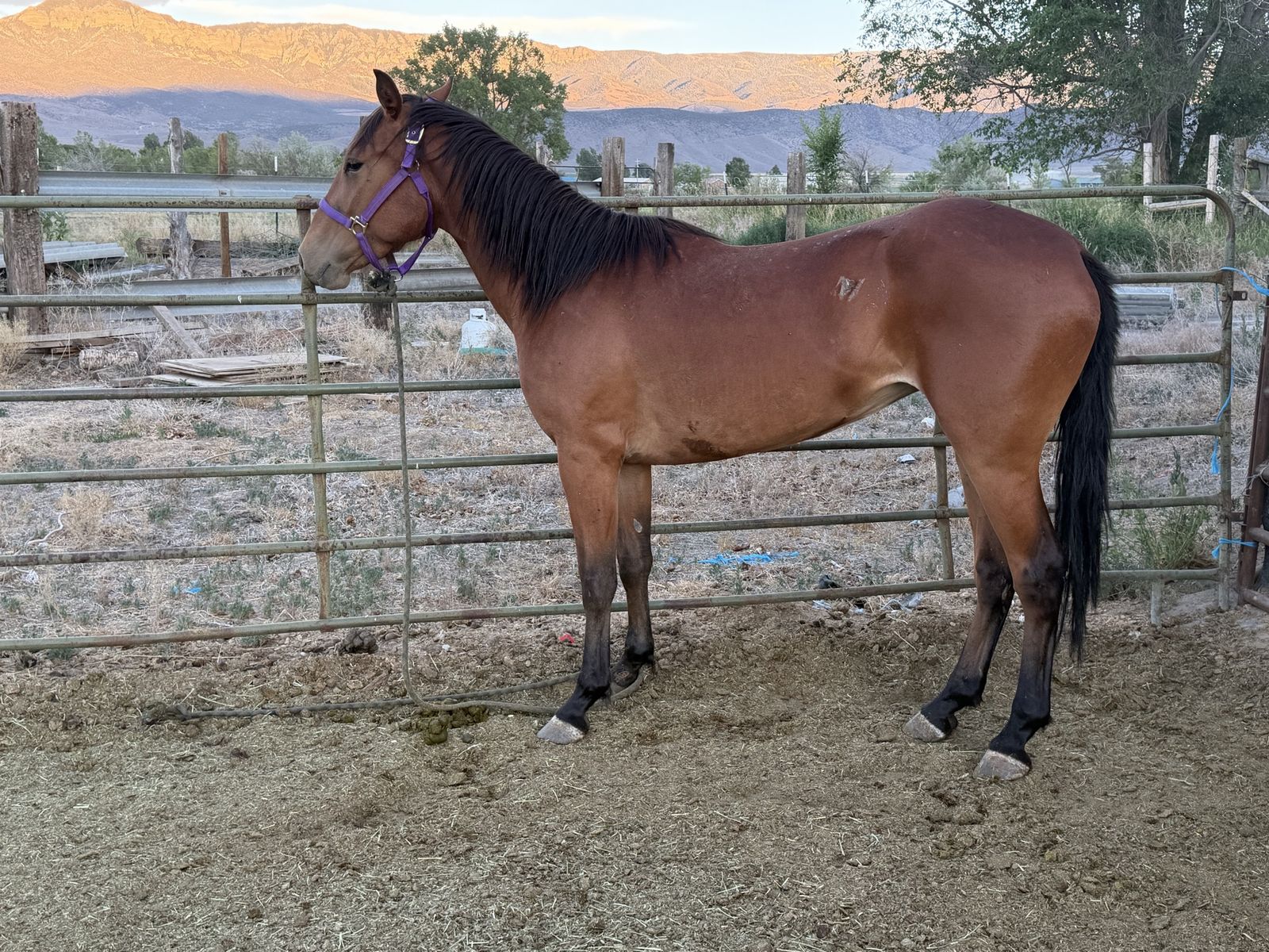 Bay mare