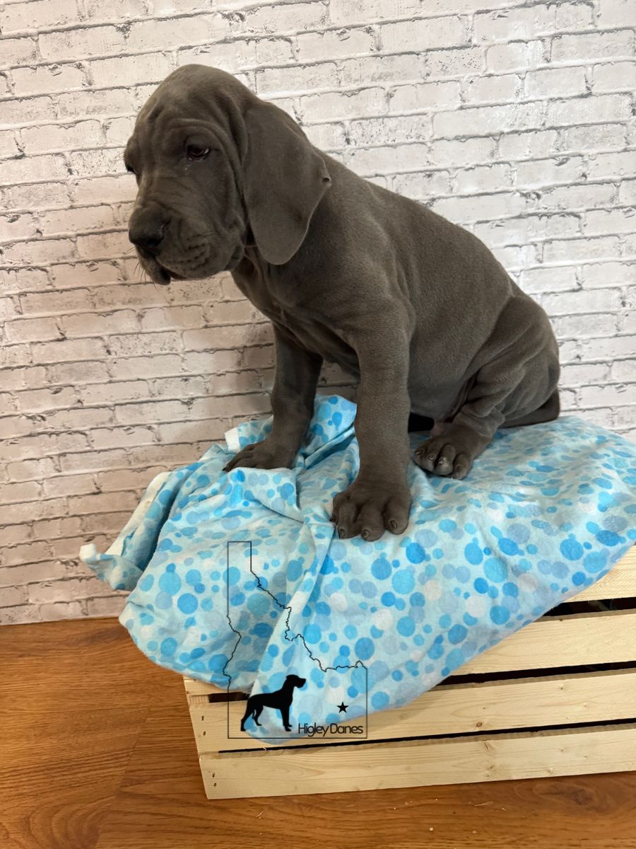 AKC Great Dane Puppies – Higley Danes LLC
