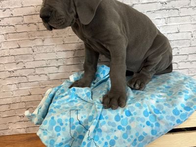 AKC Great Dane Puppies – Higley Danes LLC