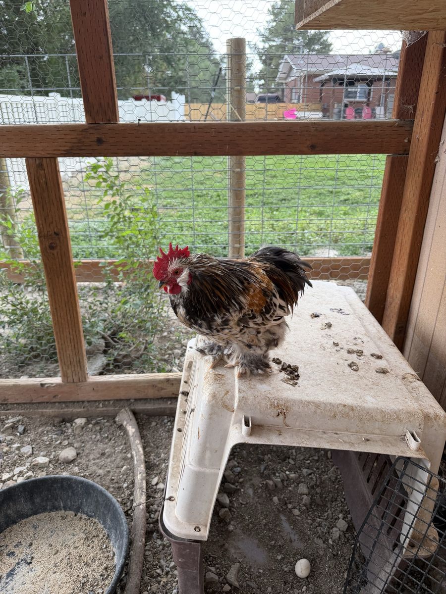 Bantam Roosters