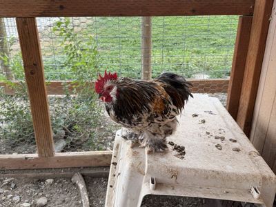 Bantam Roosters