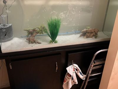 Axolotls&Tank