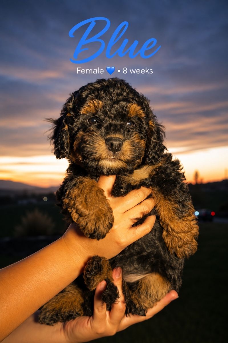 8-Week-Old micro mini Bernedoodle Puppies (Male & Female Available)