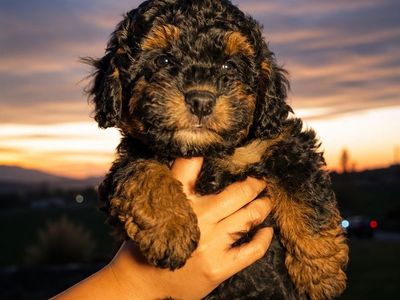 8-Week-Old micro mini Bernedoodle Puppies (Male & Female Available)