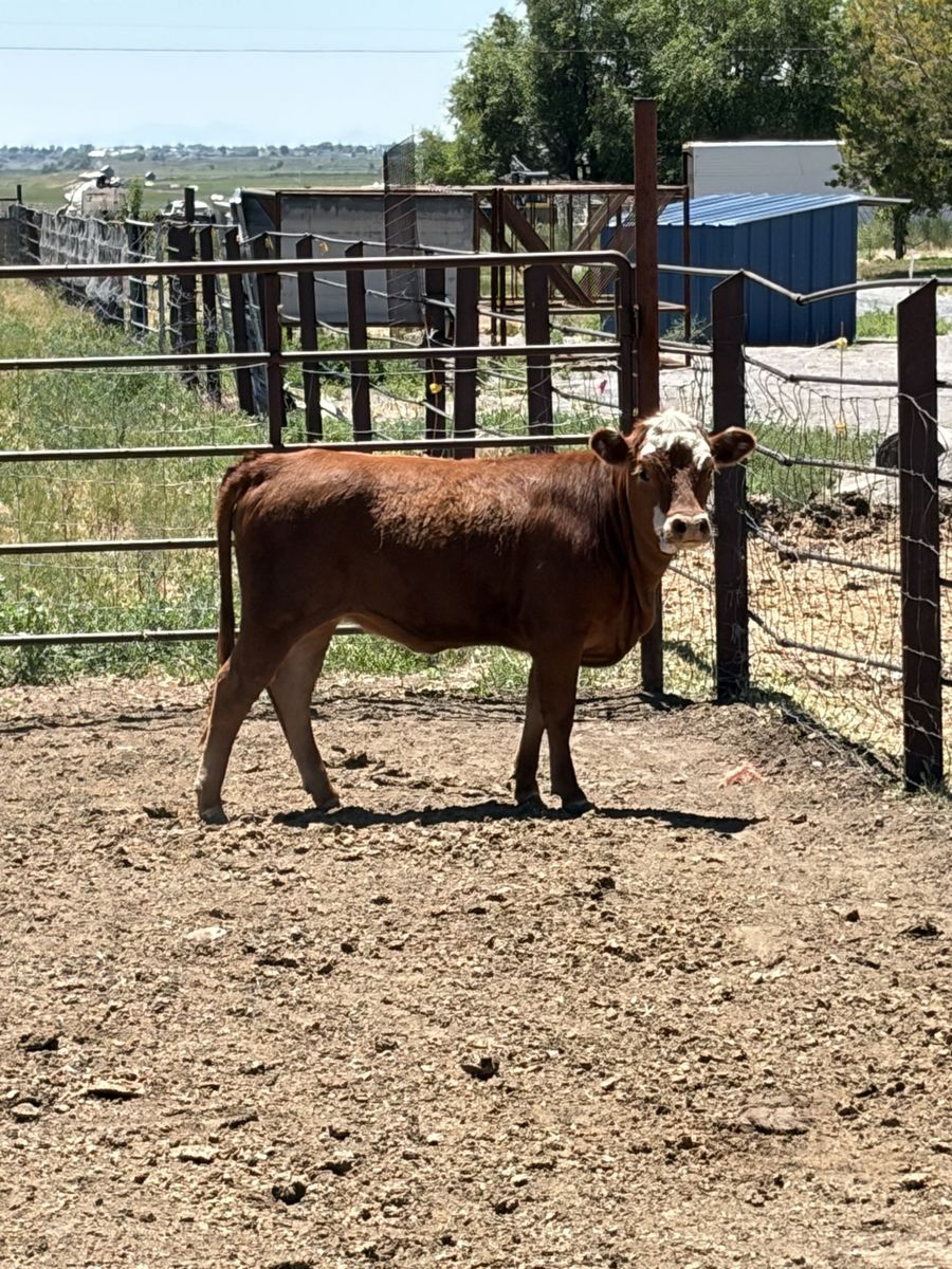 Heifer