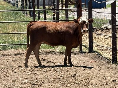 Heifer
