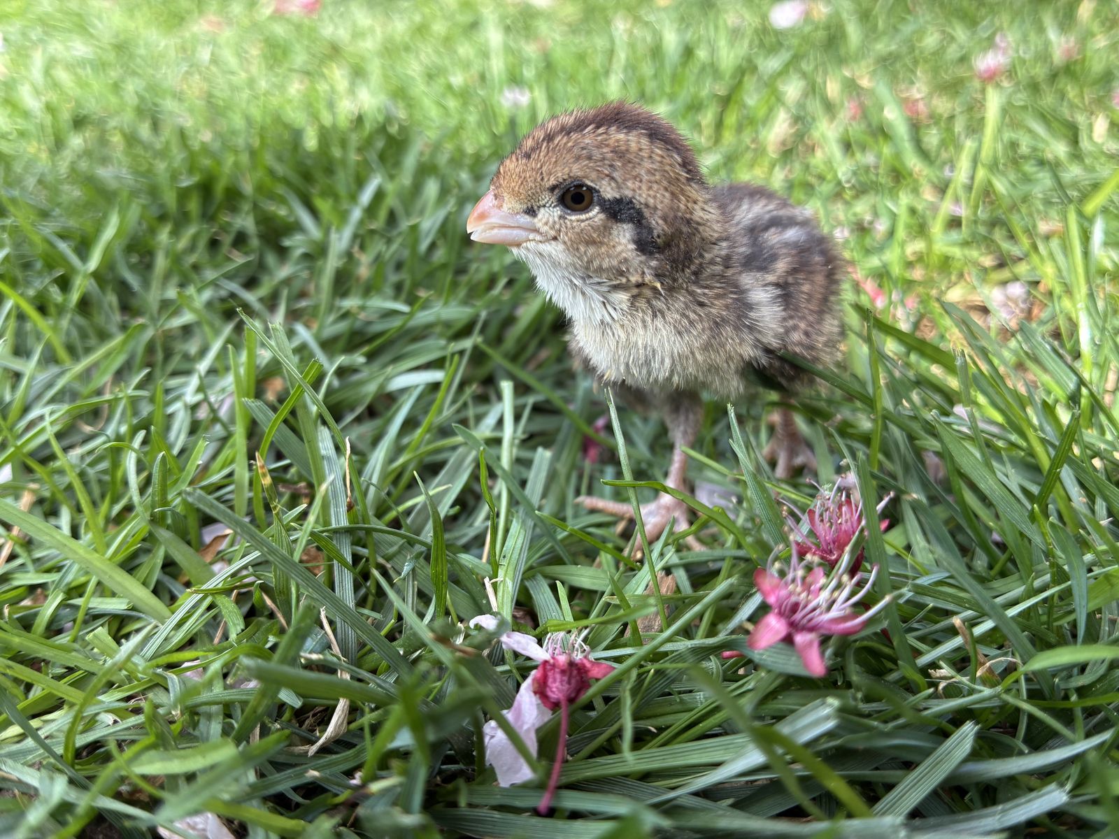 Baby Bobwhite Quail Chicks