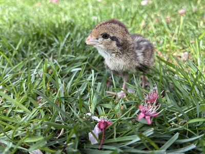 Baby Bobwhite Quail Chicks
