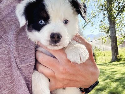 Mini Australian Shepherd / Mini Aussie