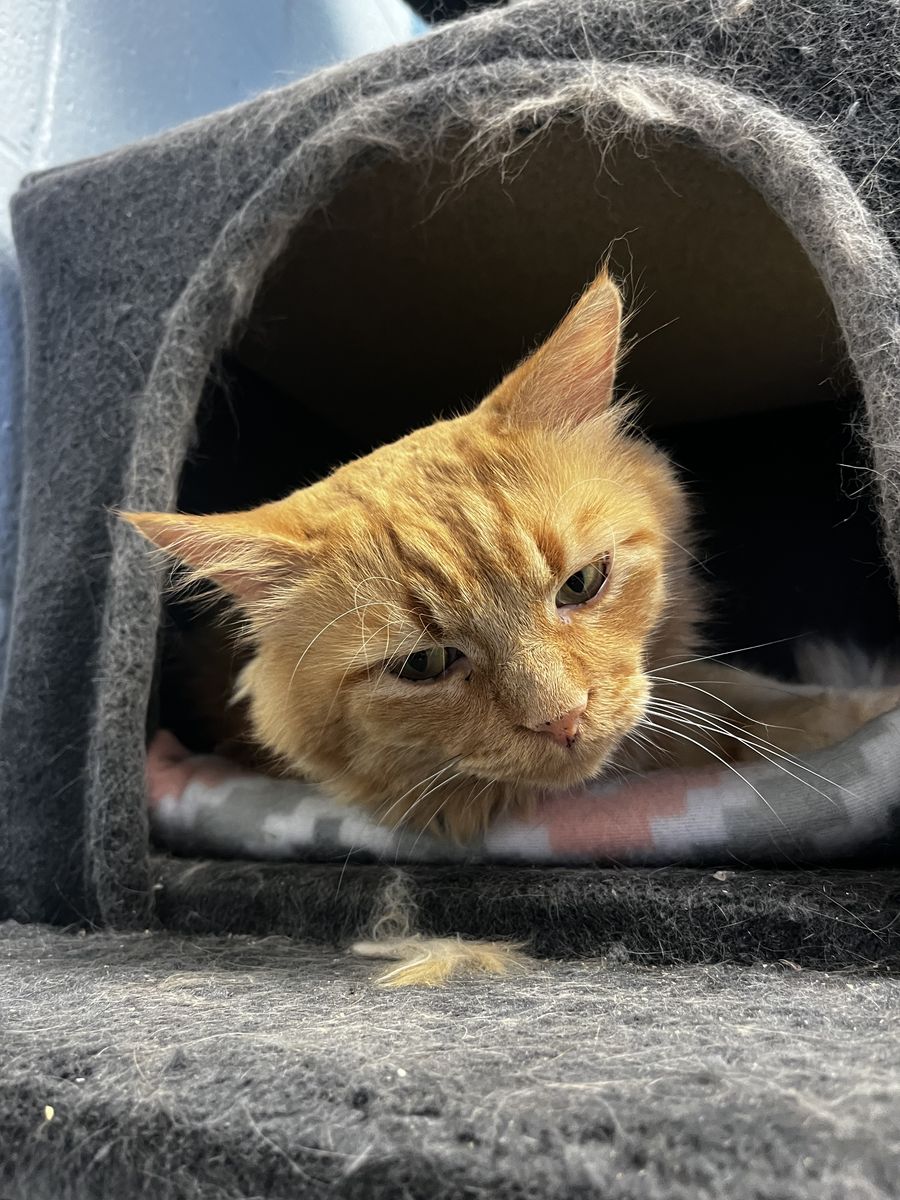 A159281 Clover is Available for Adoption!