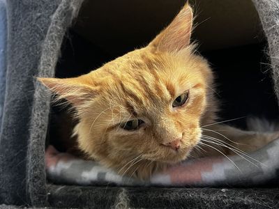 A159281 Clover is Available for Adoption!