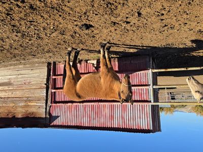 4 year old blm gelding