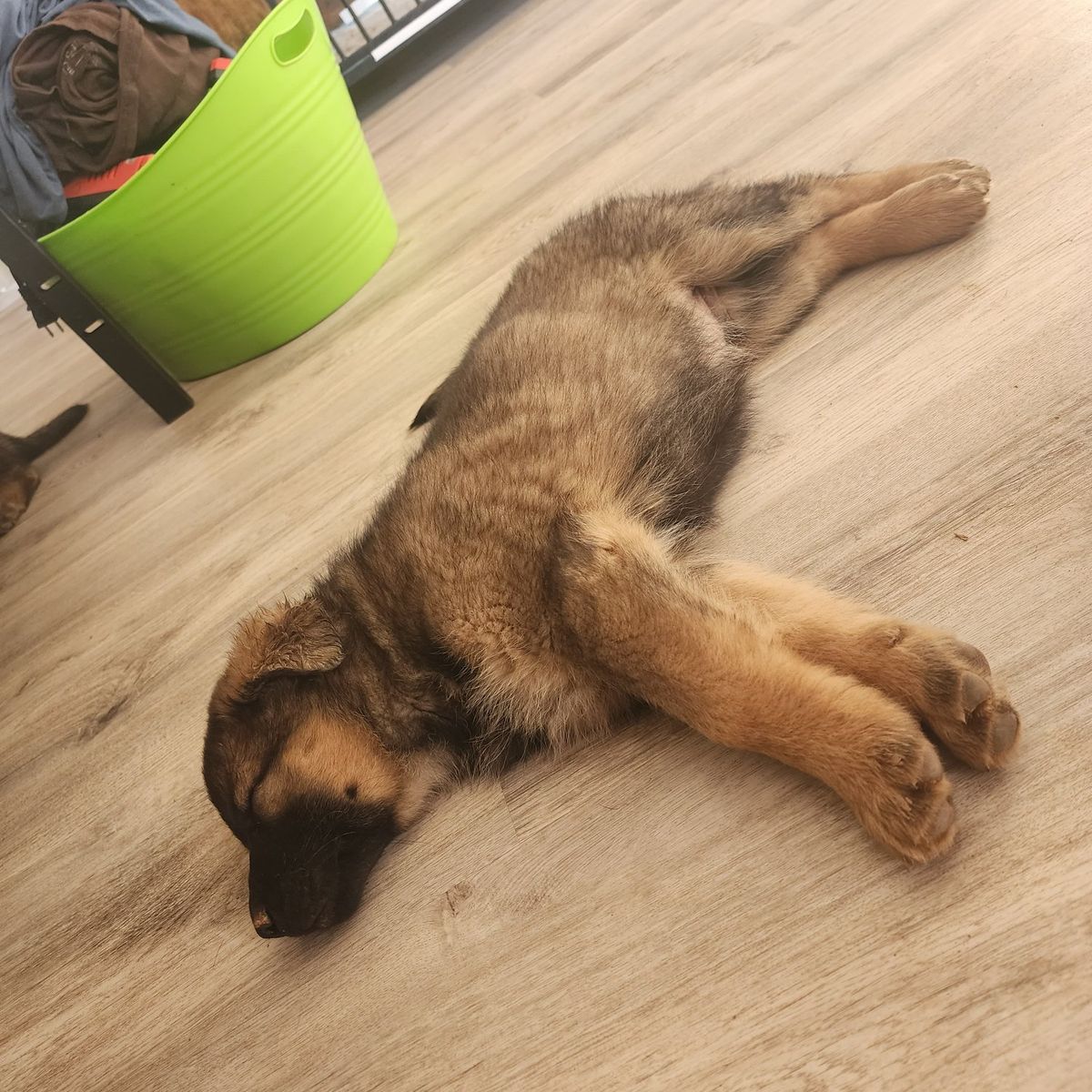 German shepherd pups