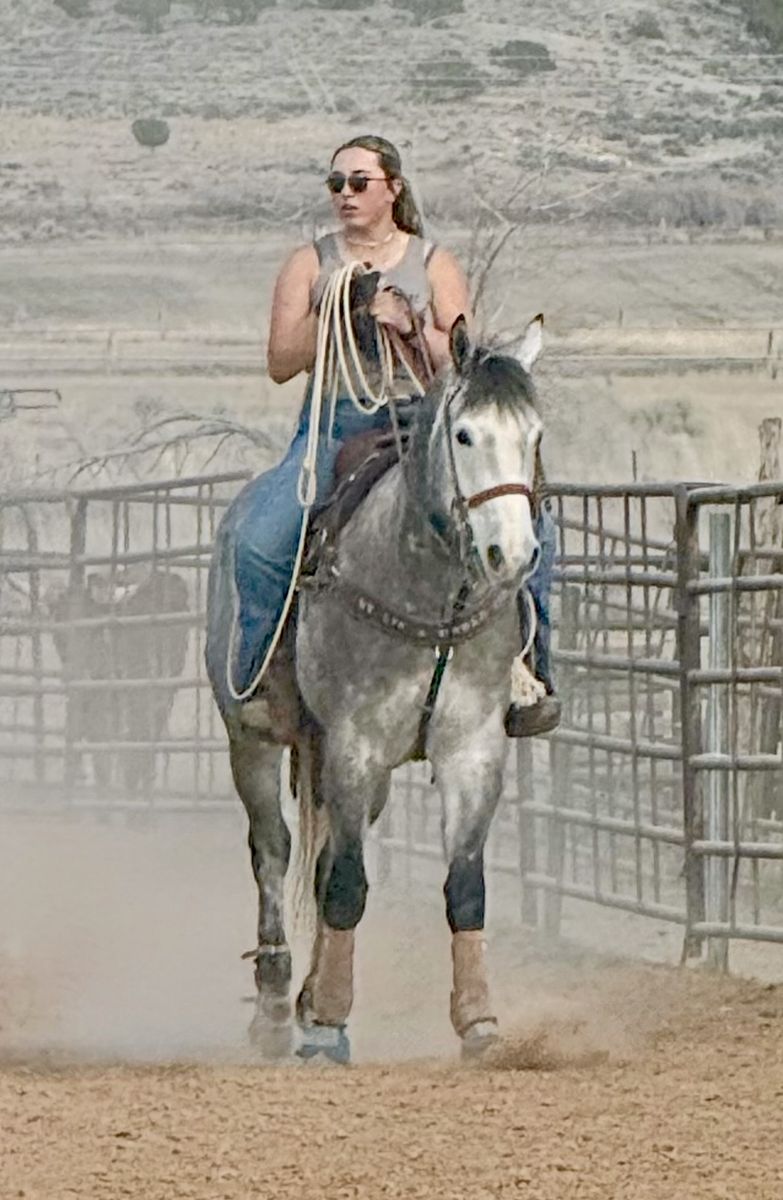 Competitive barrel, pole and roping gelding