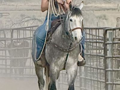 Competitive barrel, pole and roping gelding