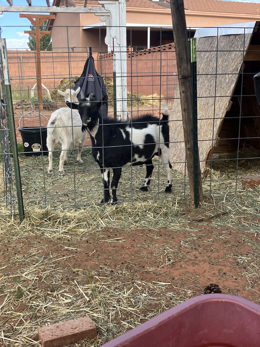 Nigerian Dwarf Buck