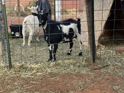 Nigerian Dwarf Buck