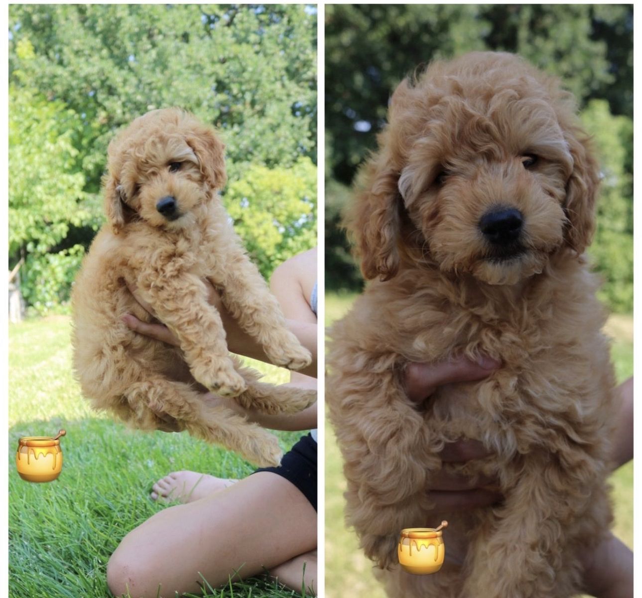 Adorable Goldendoodle Puppies - Fluffy Golden 