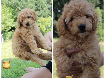 Adorable Goldendoodle Puppies - Fluffy Golden
