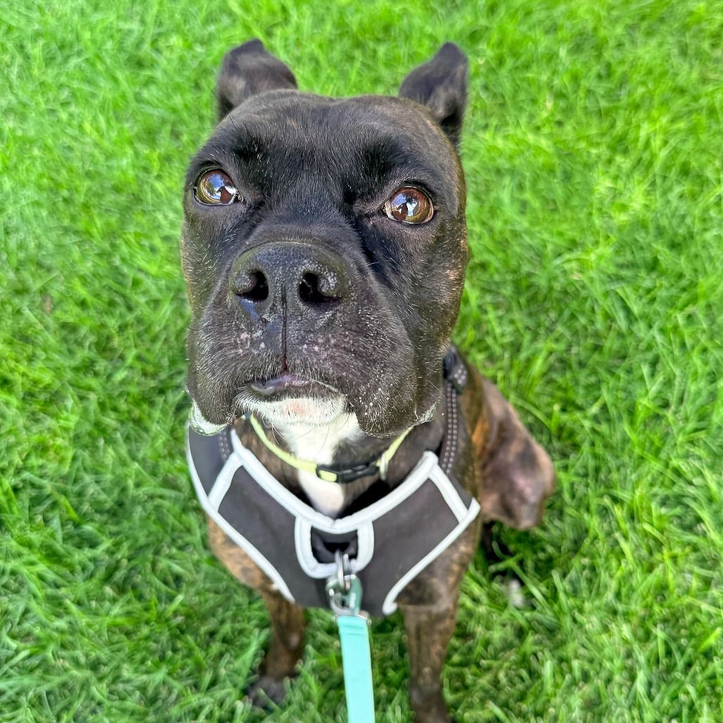 Hello my name is Raider